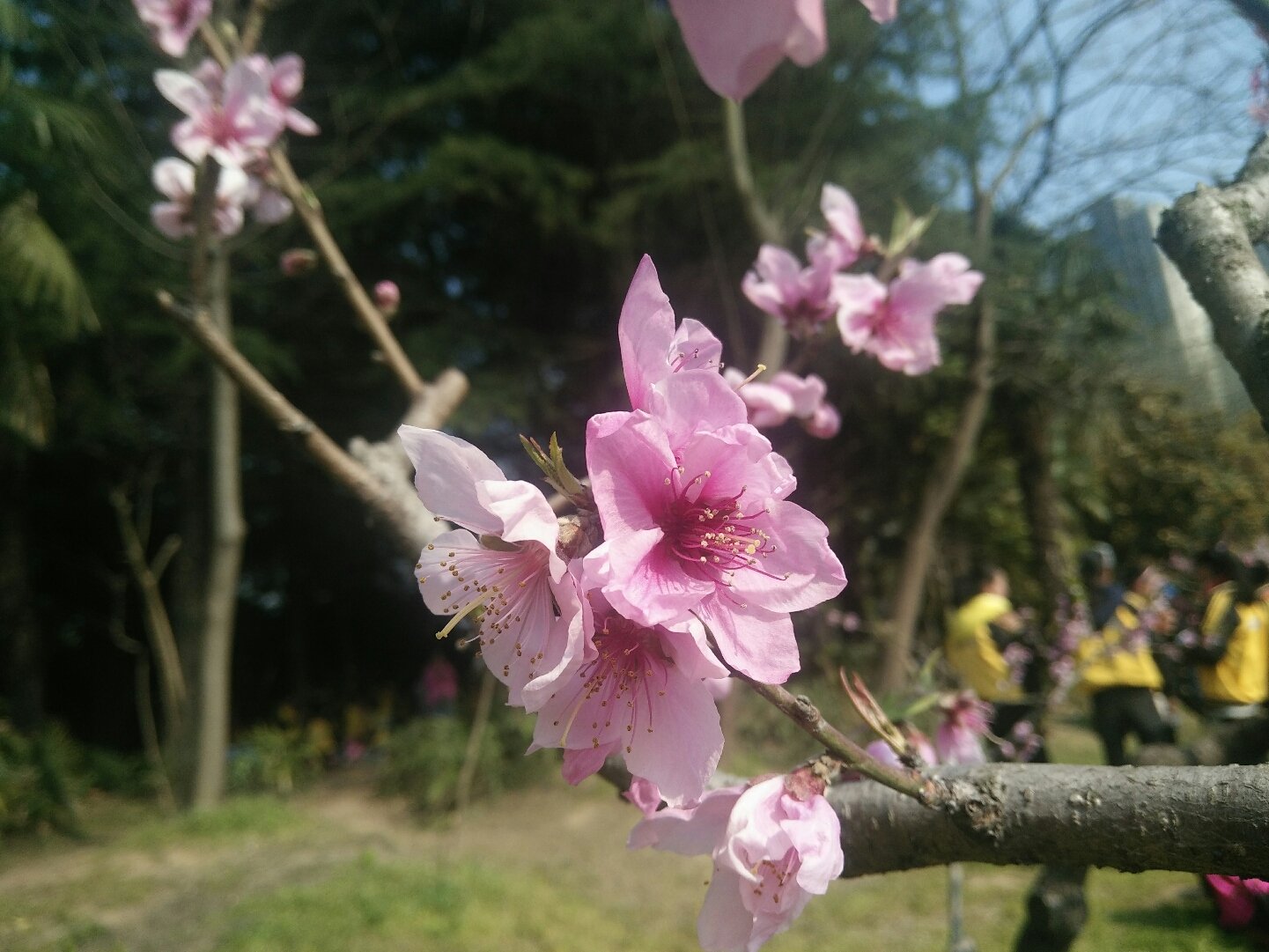 桃花坞街道天气预报更新通知